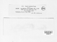 Puccinia ceanothi image
